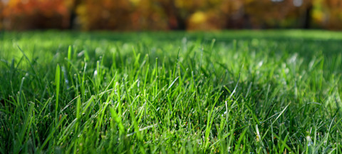 remove moss 3