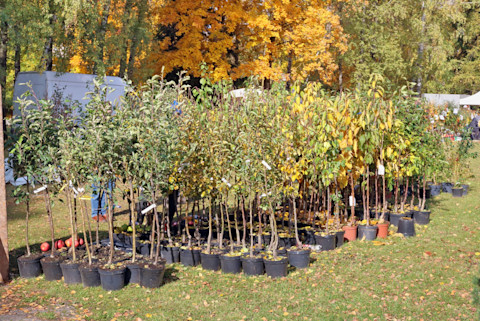 planting trees 3