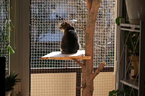 close the cat flap 4