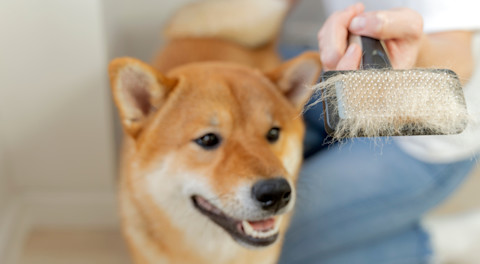 remove dog hair 4