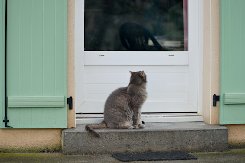 close the cat flap 2