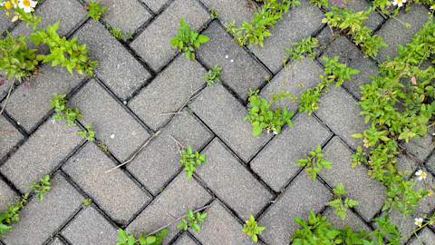 Groene onkruidplanten groeien tussen bestrating, zichtbaar probleem bij tuintegels.