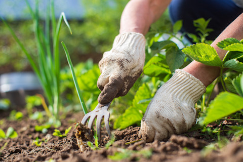 create your own garden 3