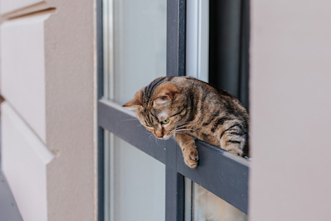 cat flap 2