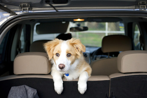 remove dog hair 2