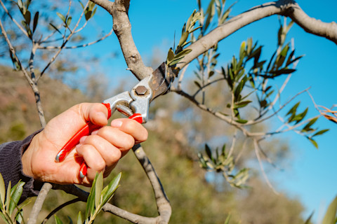 pruning an olive tree 2