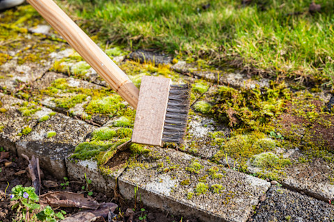 remove moss 4