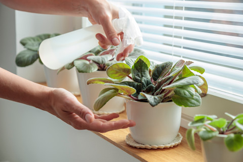 plant disease 4