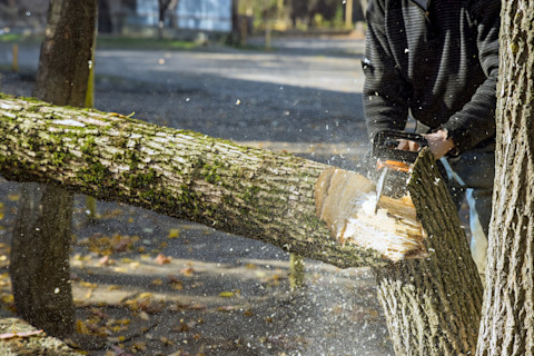 Man verwijdert boom met kettingzaag, waarbij de stam al deels is doorgesneden.