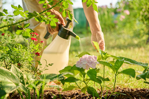 watering the garden 2