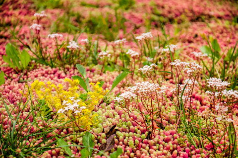 green roof 4