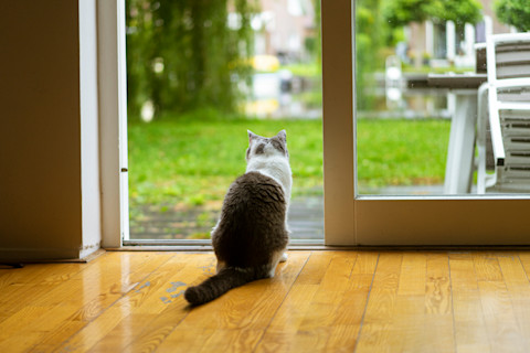Grijs-witte kat zit binnen en kijkt verlangend naar buiten, wachtend op een manier om naar buiten te kunnen.