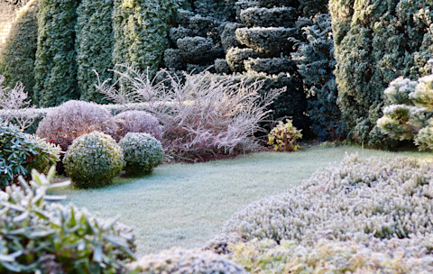 wintertuin met vorst op de planten