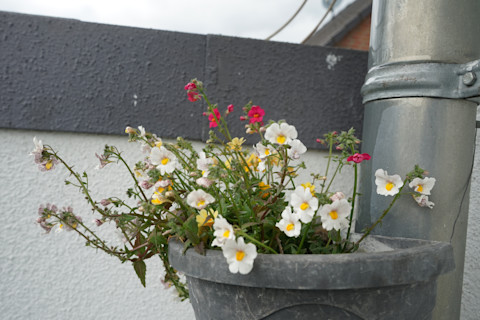 downpipe decoration 3