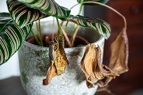 plant disease 2