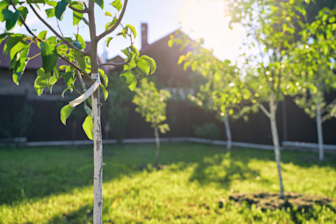 planting trees 4