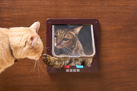 install cat flap 4