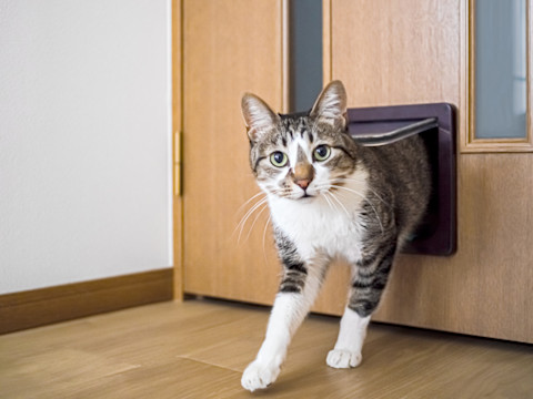close the cat flap 3