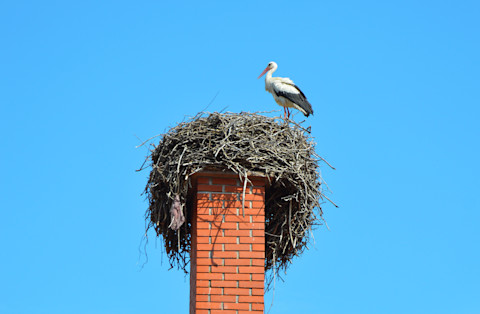 Een nest op je schoorsteen is een risico op blokkades.
