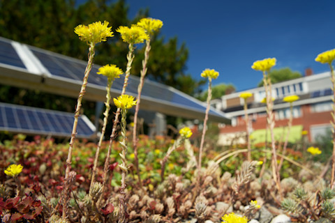 benefits of a green roof03
