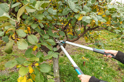 pruning calendar 3