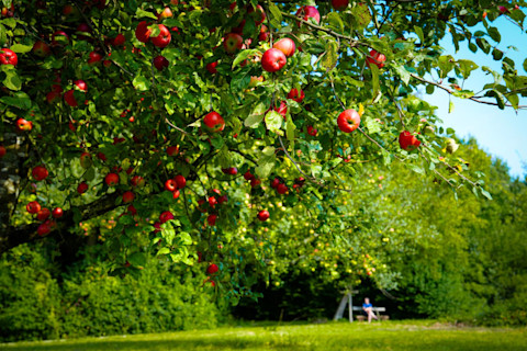 pruning apple tree 2