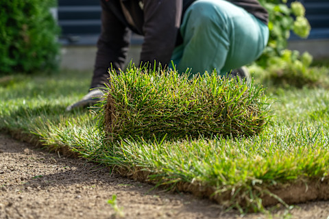 laying-grass-sod