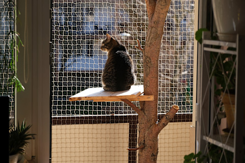 close the cat flap 4