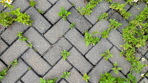 Groene onkruidplanten groeien tussen bestrating, zichtbaar probleem bij tuintegels.