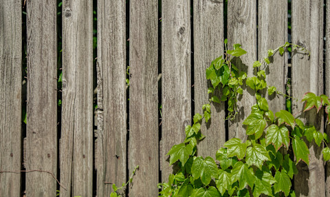 garden on a budget 4