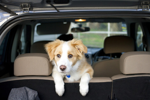 remove dog hair 2
