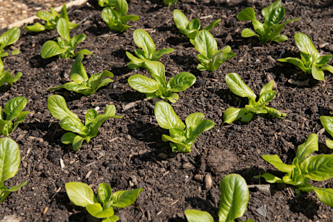 making a vegetable garden 4