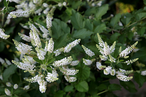 pruning butterfly bush 4