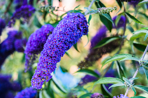 pruning butterfly bush 2