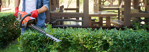 boxwood pruning 4
