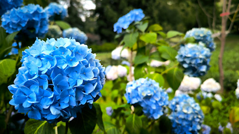 pruning hydrangea 2