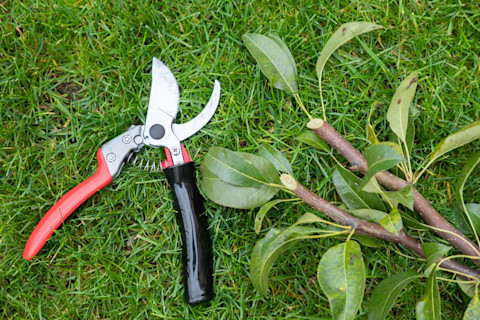 pruning butterfly bush 3