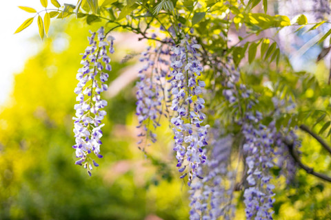 Blauwe regen in volle bloei met paarse bloemen die sierlijk langs een pergola hangen.