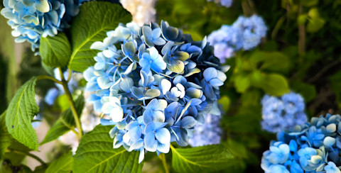 Kleurrijke hortensia's in volle bloei langs een gevelmuur, met contrasterende roze en paarse bloemen.