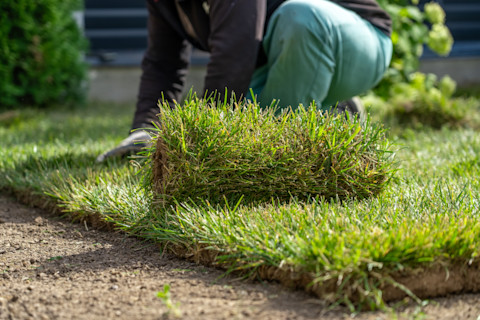 laying-grass-sod