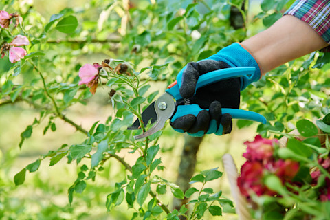 pruning roses 2