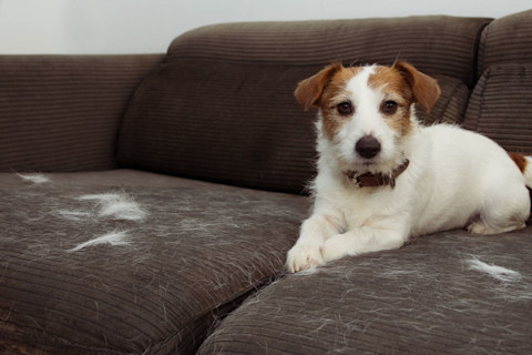 remove dog hair 3