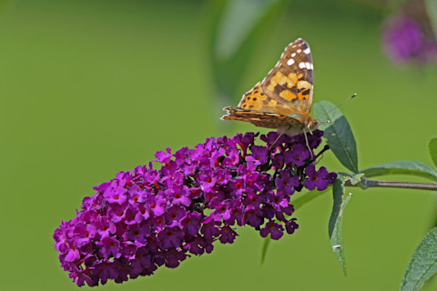 Painted lady-vlinder (Vanessa cardui) op een paarse vlinderstruik, close-up van vleugels en bloem.