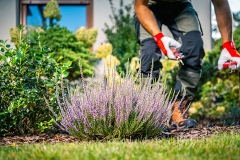 pruning butterfly bush 8