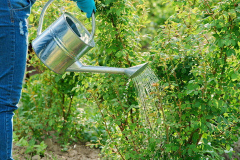 pruning roses 4