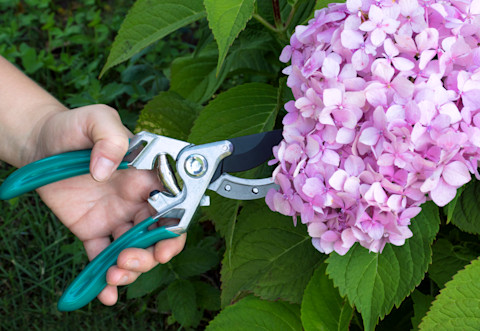 pruning hydrangea 4