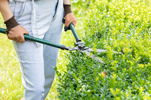 boxwood pruning 2