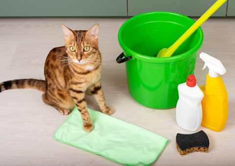 mopping the floor 4