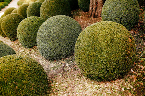 boxwood pruning 3