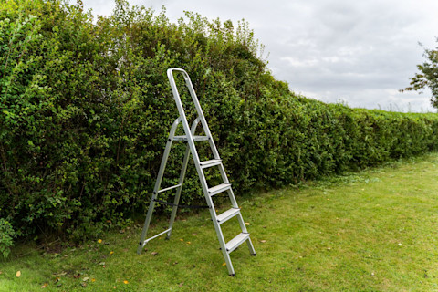 Ladder naast een beukenhaag tijdens het snoeien van een hoge haag in de tuin.
